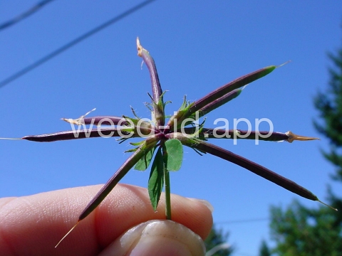 trefoil, birdsfoot